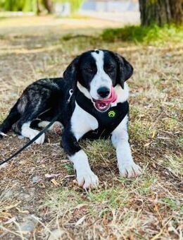🐶 Verspielt junge Jessica sucht dich 🐾 - Eislingen (Fils)