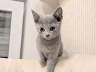 Internationale reinrassige Russisch Blau Kitten - Lippstadt