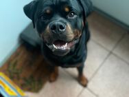 Rottweiler - Buxtehude Zentrum