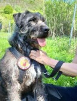 Schenkst du Melody ein neues Leben? - München