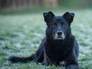 Rex sucht Menschen mit Körbchen - Lenningen