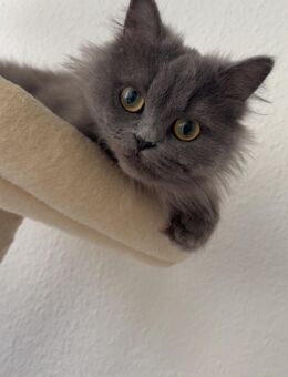 Wunderschöne Katze sucht ein liebevolles Zuhause - Berlin Reinickendorf