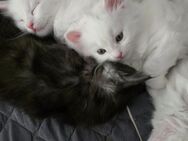 Verschmust kitten - Berlin Marzahn-Hellersdorf