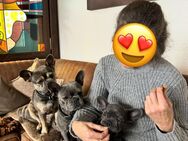 Sportlicher Franz Bulldoggen Welpe - Altenberge