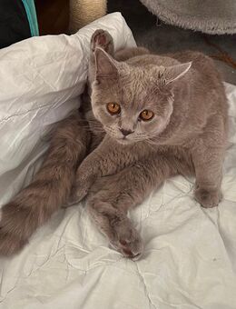 Wünderschöner bkh kater abzugeben - Dortmund