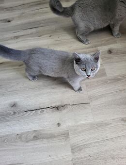 Edel Blue Kitten - Elkenroth