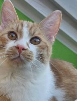 EZRA - Ein Herzchen auf vier Pfoten! - Sulzbach-Laufen