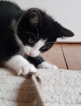 Katzenkind Kitten Katzenmädchen - Wurzen