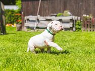 5 Boxerwelpen - Wester-Ohrstedt
