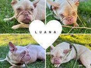 LUANA PP Kuschelmaus sucht Körbchen - Neustadt (Rübenberge)