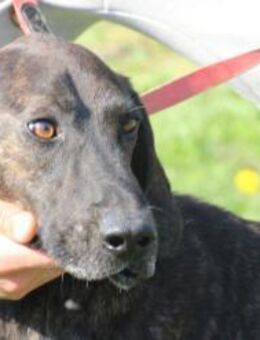 Najak - verspielter Jungrüde - Lohra