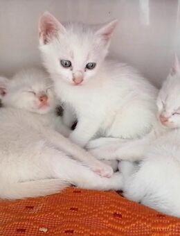*Maine-Coon-Kätzchen stehen zur Adoption bereit.* - Halberstadt