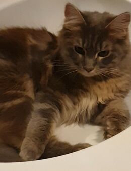 Kater stubenrein Kuschel süchtig - Wuppertal