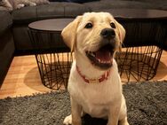 Labrador Welpe - Fürstenau