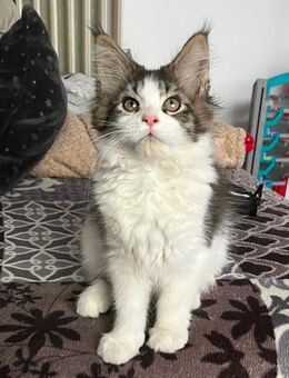 Reinrassiges Maine Coon Kitten - Thalfang