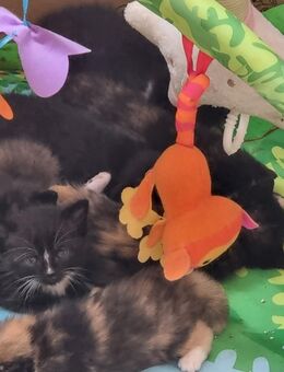Baby katzen - Satow