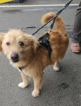 Krümelchen, unser Herzensbrecher - Zornheim