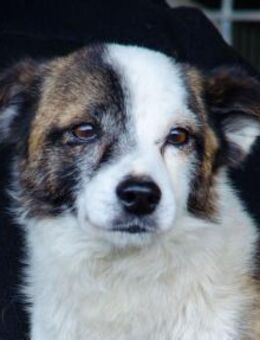 KARICA sucht sein Traumkörbchen - Sulzfeld (Baden-Württemberg)