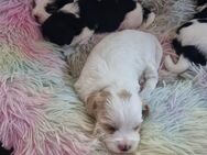 ❤️Biewer Yorkshire Terrier-Welpen ❤️(golden dust)und dreifarbig - Bad Frankenhausen (Kyffhäuser)