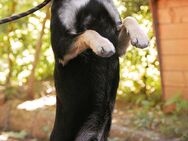 Sozialer KOVU = Hund mit Charme♥️ - München