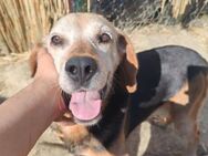 Rudi, freundlicher Senior, ca. 9 Jahre, - Vaterstetten