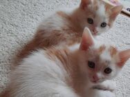 2 Babykatzen suchen liebevolles zu Hause - Burglengenfeld Zentrum