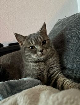 Verspielte, verschmuste junge Katze sucht neues Zuhause.🐾 - Gemünden (Main)