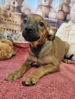Flavia, aufgeschlossenes Hundekind - Köln