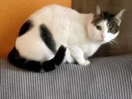 Misi -Gesellige Katzendame sucht Zuhause - Bad Camberg
