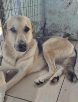 Kirk Schäfer-Mix Rüde 4,7 Jahre alt GR - Reutlingen