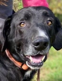 FEDYO, freundlich und verträglich - Gefrees