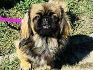 🐾 Polly Kleine Herzensbrecherin - Kassel