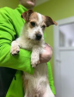 Bilbo- Kleiner Terrier Mann - Schlitz