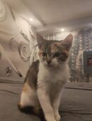 Coco sucht ihr für immer zu Hause in 38518