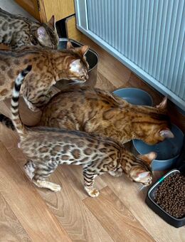 Bengalkitten, Kitten, Babykatzen - Veitsbronn