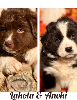 Australian Shepherd Welpen (Rüden) mit ASCA Papieren - Hümmel