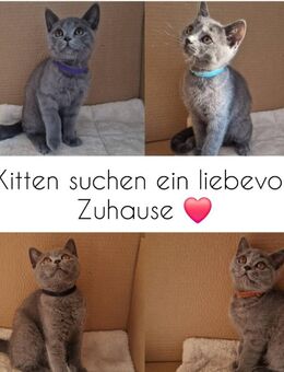 4 süße BKH katzen suchen ein neues Zuhause - Garbsen