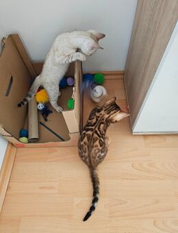 Bangal-Katzen Babys - Iphofen