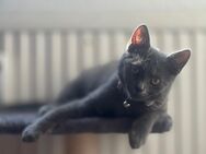 Kartäuser mix kitten - Greifswald