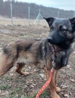 Junghündin Pippa - Rambin