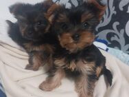 Yorkshire terrier mini - Eschweiler