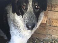 Herdenschutzhund Altani sucht ein Zuhaus - Arnsberg