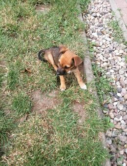 Hunde Welpen - Alt Tellin