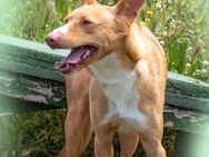 Bambi sucht Liebe und Geborgenheit - Brunstorf
