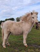 Minishetty Hengstfohlen Abstammung Golden Nugget & Elmhorst in 14558