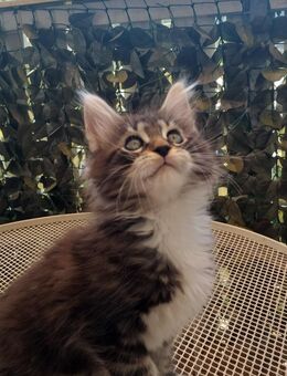 **Traumhafte MC Kitten im absoluten Wildlook - Frankfurt (Main) Heddernheim