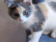 -Stardust- Glückskatze(Grau, Orange und Weiß) Mix Kitten | Mädchen - Hannover