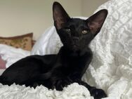 Orientalisch Kurzhaar Siam Kitten - Kerpen (Kolpingstadt)
