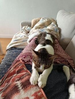 Sanfte, liebe Katze Mica - Karlsruhe