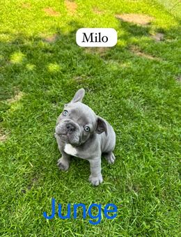 Französische Bulldoggen Welpen abgabebereit! - Lüdinghausen